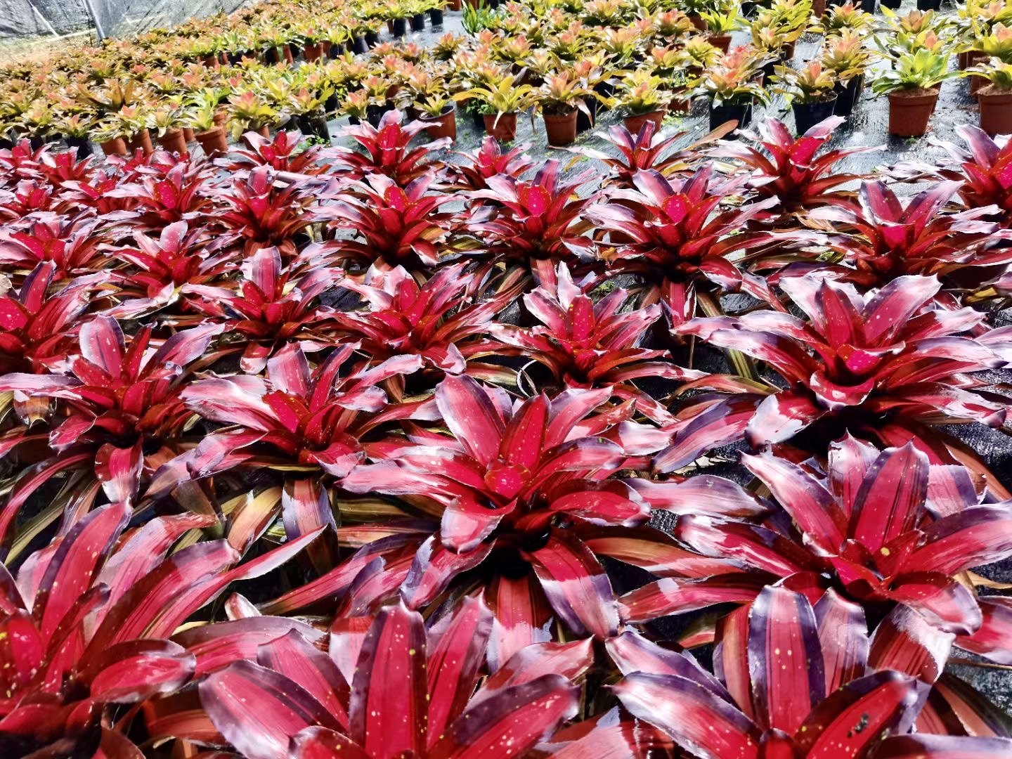 华东植物宝典:《华东石松类与蕨类植物多样性编目》带你走进自然的奇妙世界🌿-植物-淘宝百科网
