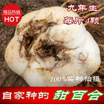 Lanzhou lily Fresh lily Gansu specialty non-lily dried 500g green sulfur-free farm new dig straight hair
