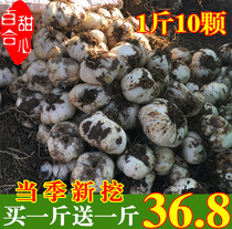 Lanzhou Lily Fresh lily 500g Fresh sweet lily premium Gansu specialty pure sweet natural farm food white hop