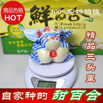 Lanzhou fresh lily Edible sweet lily Gansu specialty Non-lily dry vacuum newly dug sulfur-free farm straight hair