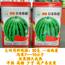 Hybrid high yield Japanese sweet Zhen watermelon seed rock sugar unicorn sweet King 8424 gift Red Jade Meidu watermelon disease resistance