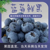［顺丰空运］云南澄江高原纯甜花香25品种蓝莓新鲜大果现摘现发