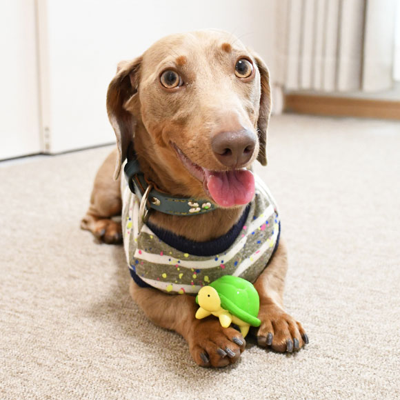 Japan imports pet dog toys idog natural latex soft little turtle vanilla whimper