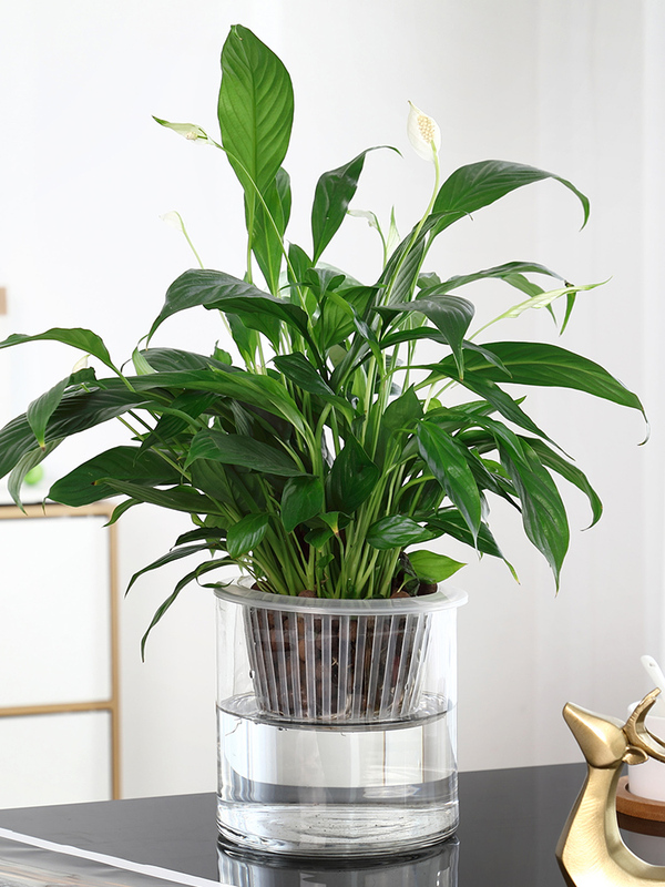 Hydroponic Versatile Glass Vase, Simple Desktop Creative Ornament, Large Plant Pot for Water-Cultured Green Plants Hydroponic Versatile Glass Vase, Simple Desktop Creative Ornament, Large Plant Pot for Water-Cultured Green Plants