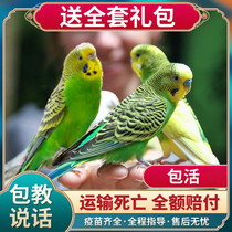 Parrot bird young bird tiger skin cloud spotted live bird live bird cub can talk pet hand raise Parrot Bird live bird