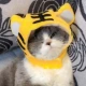 【Обновление】 Tiger Hat