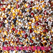 The Lord Ront A-grade Boutique Grain With Corn Nutrient Feed Racing Pigeon Special Grain 5 Jin