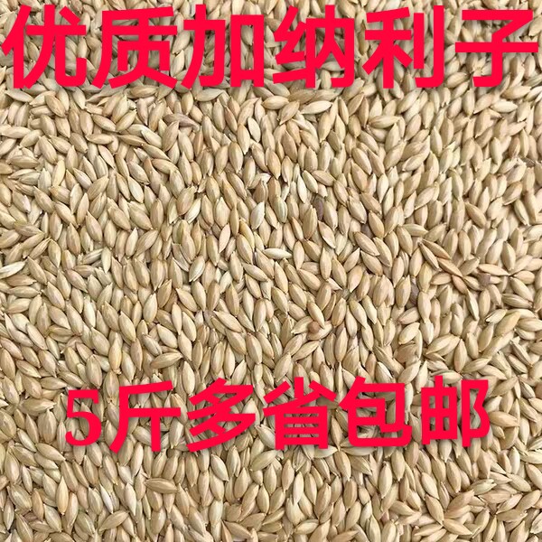 Bird feed Ghana Li white pointed poppy canary fur parrot yellow bird grain pigeon grain more than 5 kg province