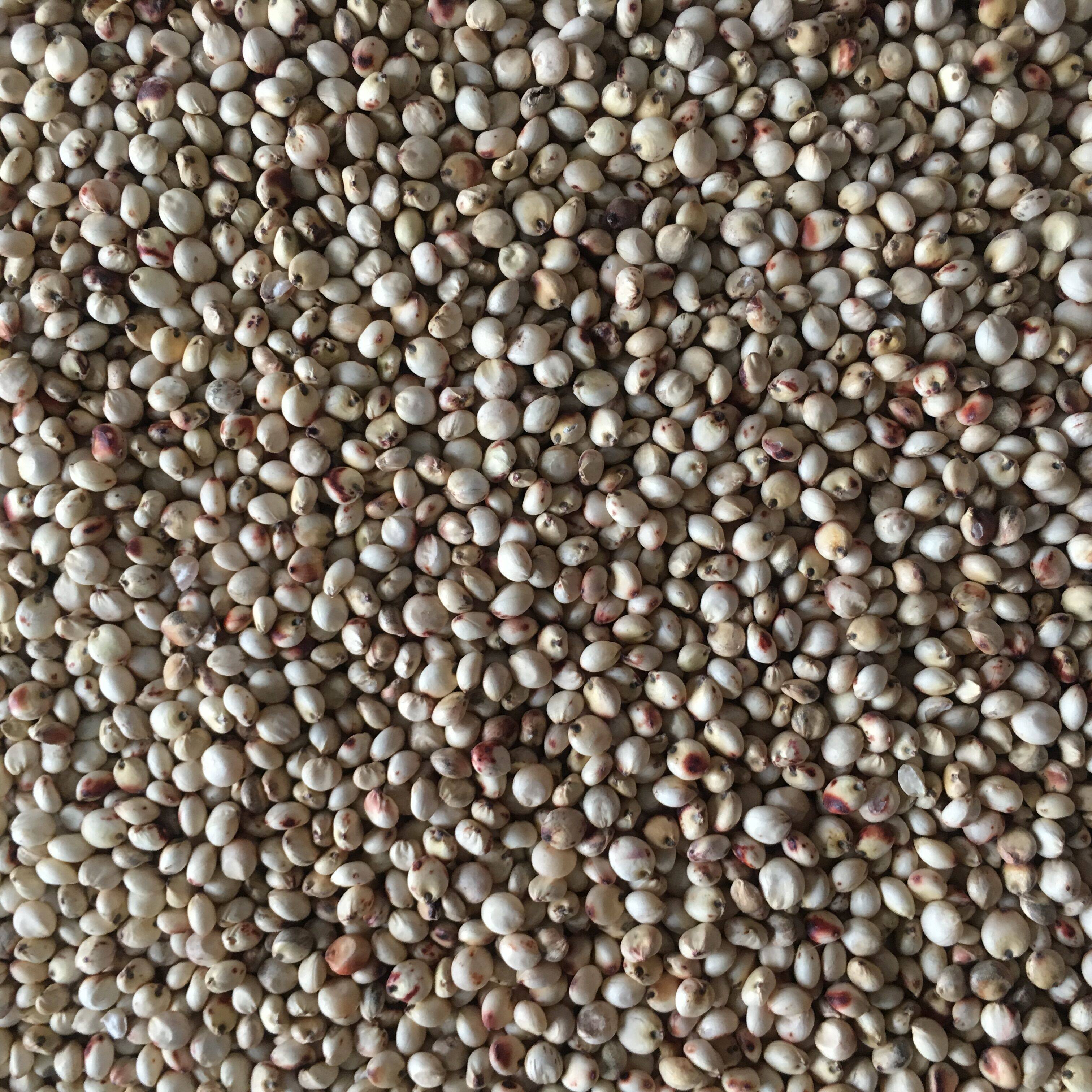 High quality white sorghum parrot bird eats hamster snacks pigeon feed 