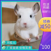 Net red Rare pet Chinchilla live animal House dormitory Small good Chinchilla live animal vaccinated End payment link