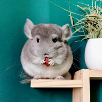 Chinchilla live doll Live animal Send cage Chinchilla pet house Food over vaccine Small plush pups end payment
