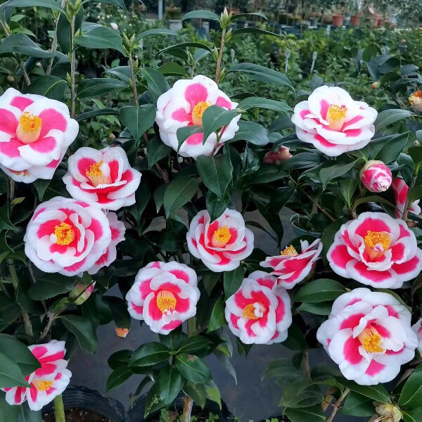 馨香园花木场的LOGO