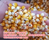 [20斤玉米粒东北小粒玉米中粒玉米喂鸽子鸡鸭鹅鸟饲料新干玉米籽]