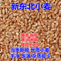 Wheat grain 2023 New Northeast wheat vintage with leather dry wheat seed germination feeding pigeon grain chicken duck goose feed