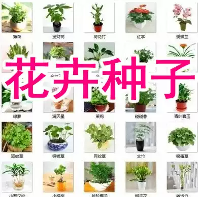 Chrysanthemum double petals chrysanthemum seeds Balcony garden gardening four seasons seed Easy-to-live flower seeds Flower seeds Flower seeds