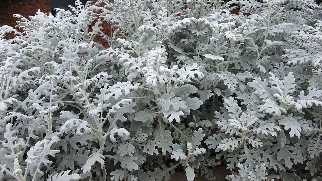 這些銀色的植物很適合養院子或陽臺上 淘寶海外