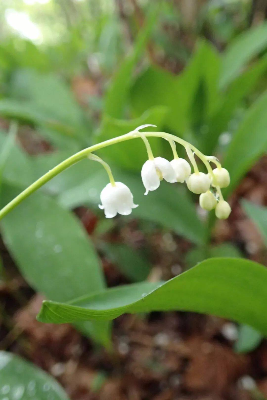 種樹蔭下好開花的鈴蘭 開的花很香 淘寶海外