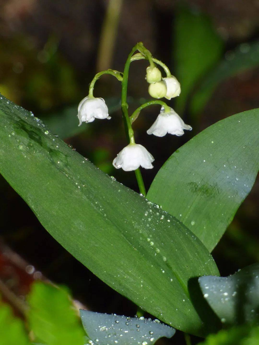 種樹蔭下好開花的鈴蘭 開的花很香 淘寶海外