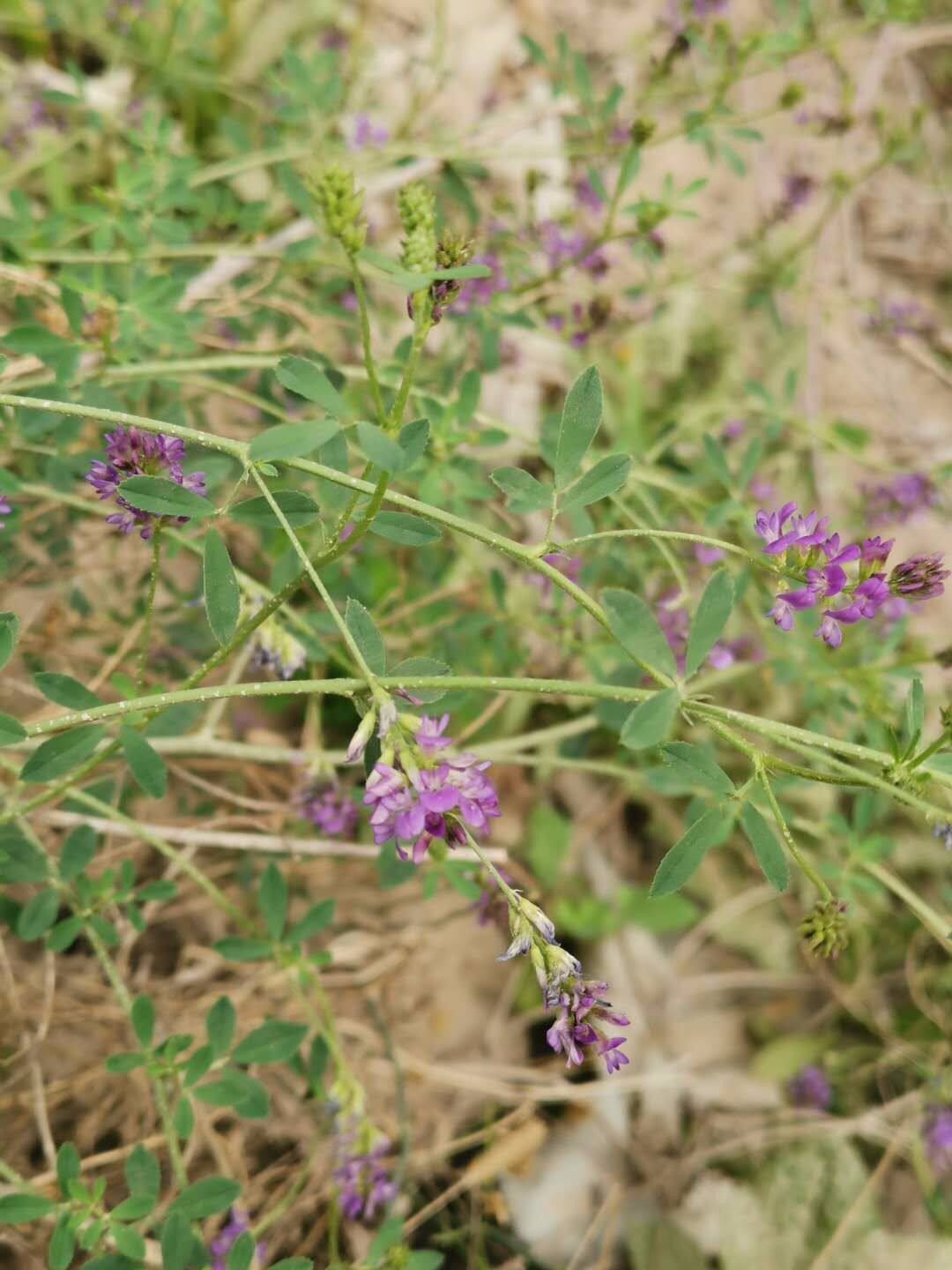 果園紫花苜蓿一大片 爲啥我不敢亂吃 淘寶海外