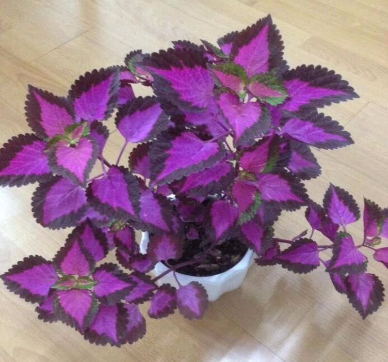 五顏六色的錦紫蘇盆栽 養窗臺上還能開花 淘寶海外