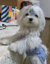 Eat Endless Snails Pink Pet Lace Dress Plaid Dress Dog Clothes