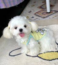 Eat endless snail powder supercute printed collage with small vest pet clothes Puppy clothes spring and summer