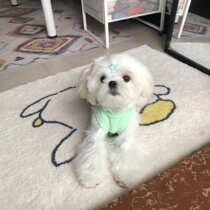 Eat Endless Snail pink Pet Pet clothes Puppy clothes Huffles Snows Snows