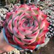 French rose succulents, large 9cm combination expensive potted plants for desks, desks and balconies, radiation-proof and easy to maintain