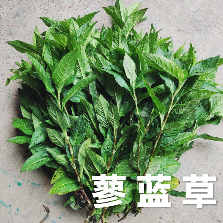 Qingyuan blue dye) Polygonum indigo grass fresh leaves dyed raw leaves dyed silk with indigo dyed plants Polygonum indigo seeds bluegrass planting