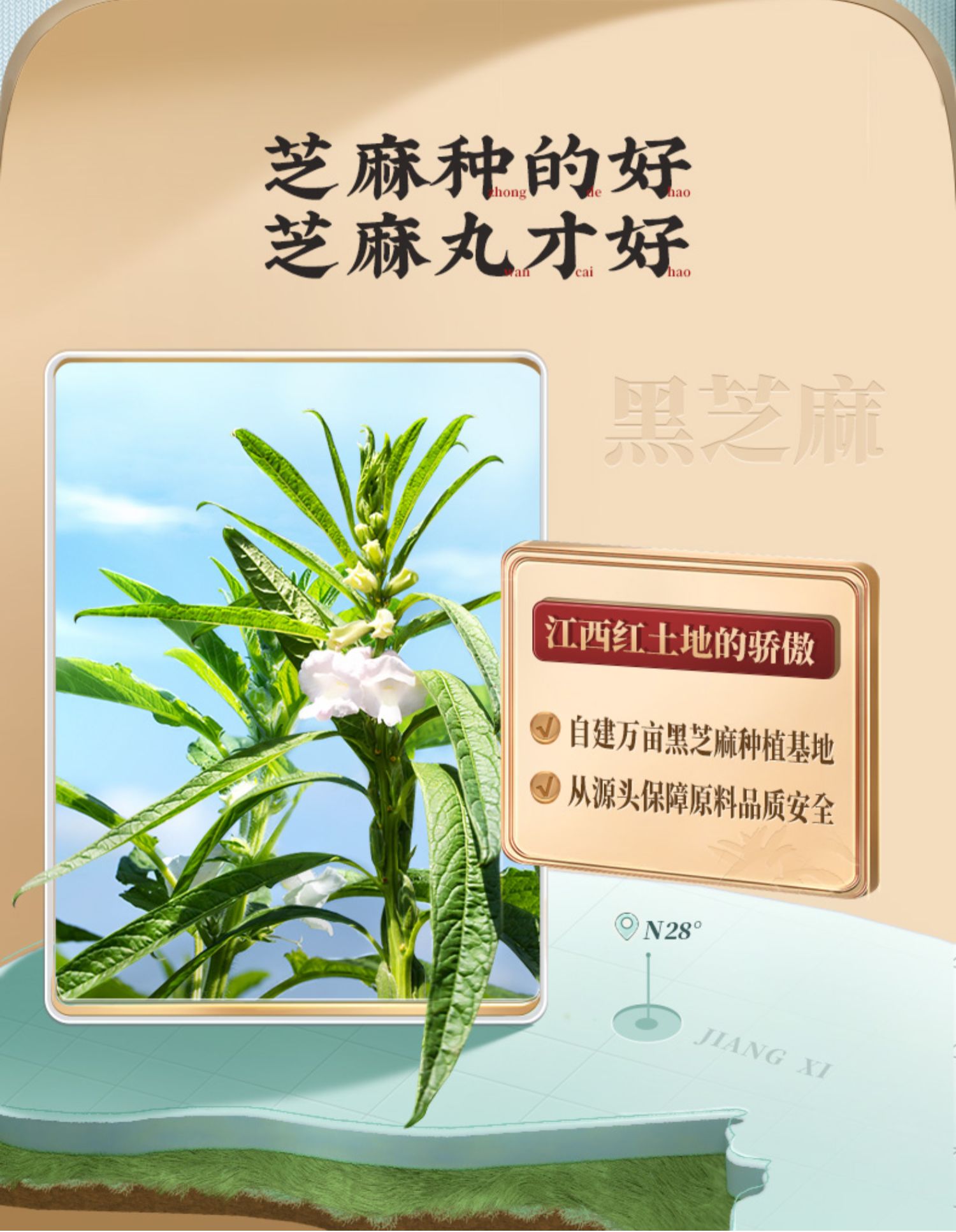 【拍一发五】老金磨方低糖桑葚黑芝麻丸