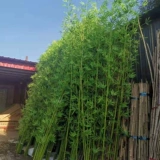Открытый ландшафтный бамбук фальшивый бамбук 4 метра высотой бамбук