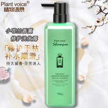 750ml plant quotations for men and women small pale and aromatic lavender shampoo with clean and persistent perfuming and shampoo