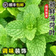 Fresh mint leaves are edible, soaked in water for decoration, baking and bartending. 500g fresh mint leaves are edible.