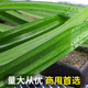 Pandan leaves fresh edible pandan leaves pandan leaves SF express 500g cake thousand layer mango glutinous rice