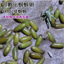 Can incubation grasshopper eggs germinating eggs tin grasshopper eggs Green Grasshopper Live eggs gu chi have zhong pet insects have zhong eggs