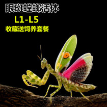 Eye-spotted mantis live objects loaded with ferocious reptiles mimicry insects Live childrens birthday gifts Scientific observation insects