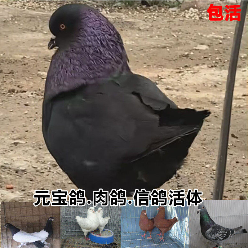 Ingot pigeon live carrier pigeon meat pigeon live black white gray ingot pigeon breeder ornamental pigeon young white pigeon