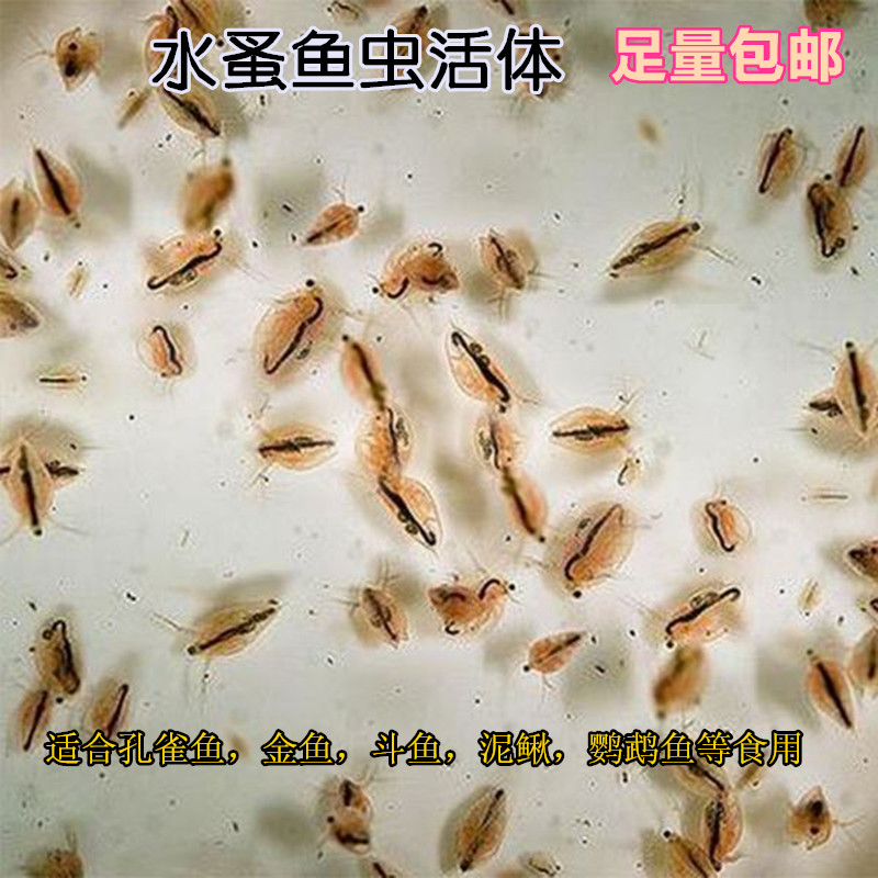 Water flea fish living fighting fish food small goldfish feed peacock fish live bait tadpole food for breeding trampoline