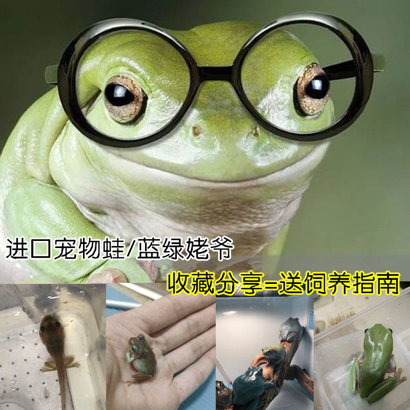 Imported tree frog species of living tree tree frog frog blue green 2 to 9 cm live frog daytime wormfrog grandpa