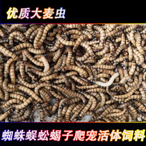 Crawling food barley bread worms cherry red cockroach Spider centipede scorpion lizard reptile live feed
