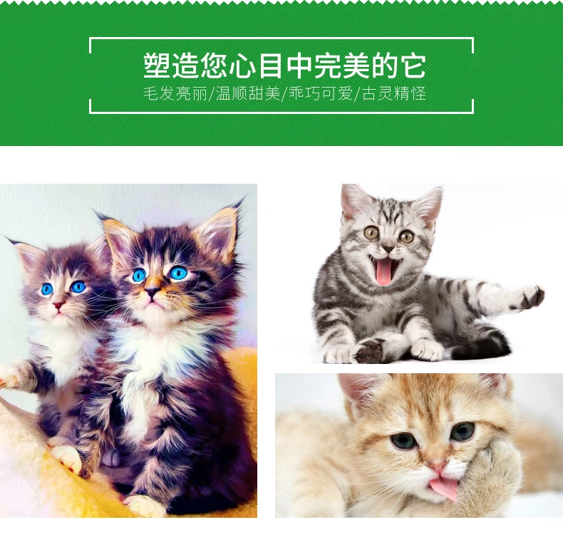 Thức ăn cho mèo Lilang tất cả các loài mèo thông thường mèo đặc biệt thức ăn ngon hương vị cá ngon Jiafei thức ăn chính hạt tự nhiên 2,5kg