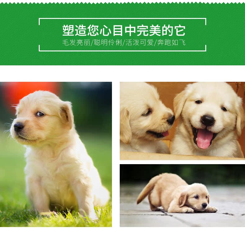 Lilang Golden Retriever Dog Food Labrador Đa phương chăn Chó con lớn đặc biệt làm đẹp bằng hạt tự nhiên làm rách 2,5kg - Chó Staples thức ăn cho chó mẹ sau sinh