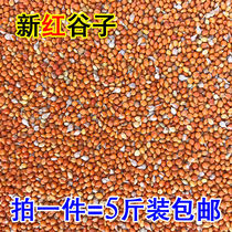 Shelled red millet brightens coat color bird food bird food tiger skin peony cockatiel pearl bird food