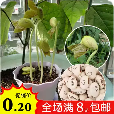 Magical lettering Love magic bean seeds creative mini plants with words and words Customized long word beans Small potted plants