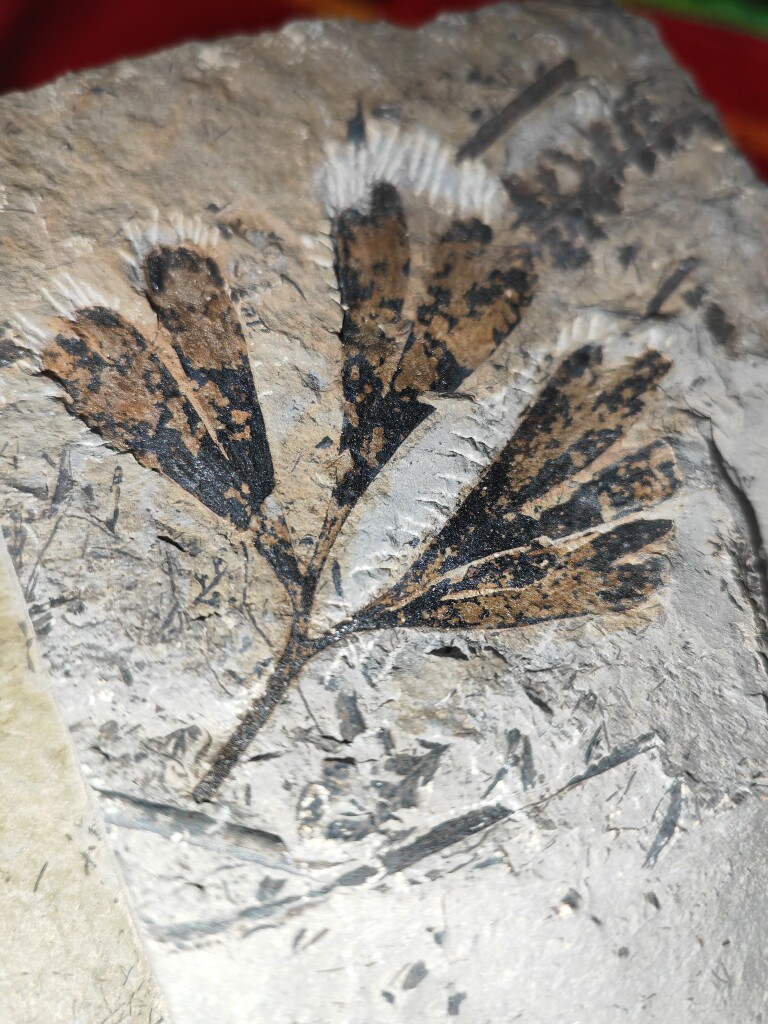 古生物植物化石店