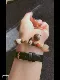 Ngọc trắng gốc bồ đề hạt ngọc wenwan vòng tay nữ Duobao King Kong Bodhi 18 hạt vòng tay cầm ác thần - Vòng đeo tay Clasp