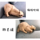 Кошка и игрушка поставляет забавные кошачьи палочка Cat Mint Lollipop Маска зубной глютта чистые зубы деревянные 蓼 закуски