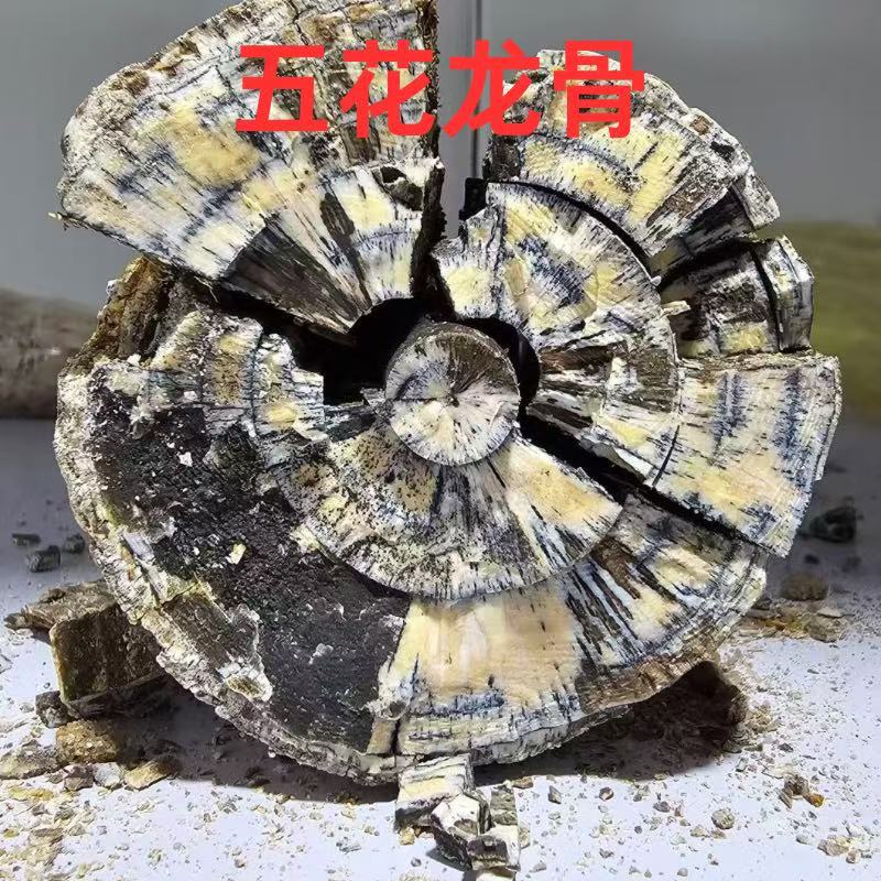 Five-Flowered Dragon Bone Chinese Medicinal Materials Soothes the Nerves, Astringent and Strengthens Astringent, Raw Keel Fossils, Authentic Wild Ningxia Five-Flowered Dragon Bone Chinese Medicinal Materials Soothes the Nerves, Astringent and Strengthens Astringent, Raw Keel Fossils, Authentic Wild Ningxia
