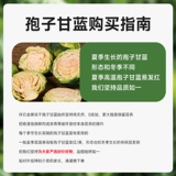 Закуски для домашних животных: споры, капуста, сублимированные закуски для хомяков, готовые к употреблению овощи для прорезывания зубов, сушеные золотые медведи, корм для кроликов.