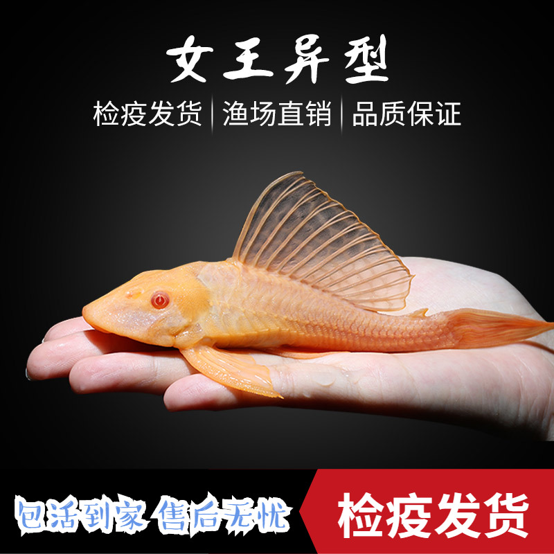 Red-eye queen sail small shaped fish bottom-dwelling fish algae cleaning garbage tool fish tropical fish scavenger